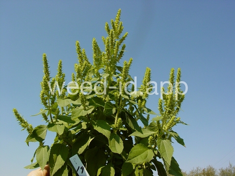 marshelder, annual